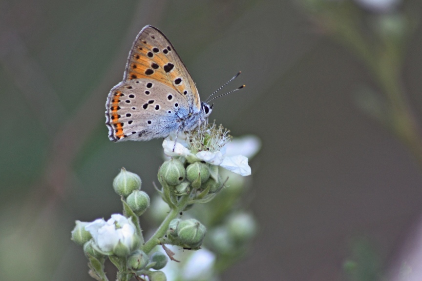 lycaena alcifron?